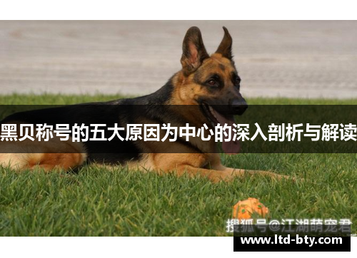 黑贝称号的五大原因为中心的深入剖析与解读